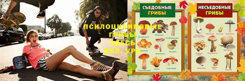 Галлюциногенные грибы Psilocybe  Боготол 